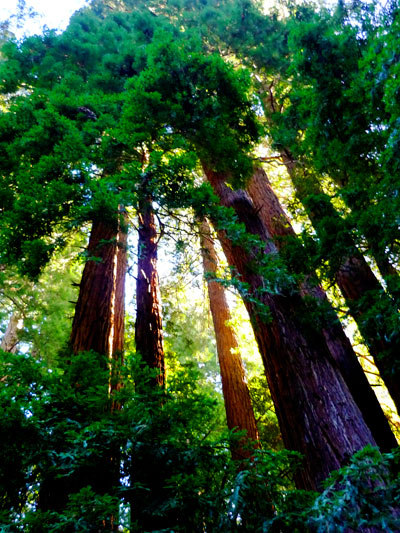 Redwoods in Muir Woods